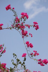pink bougainvillea flowers against sky