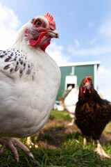 chickens on a farm