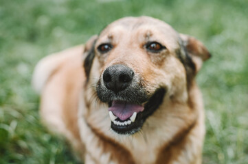 Beige big dog with an open muzzle is resting on the grass. Close-up. The shot taken with a selective focus showing the dog nose.