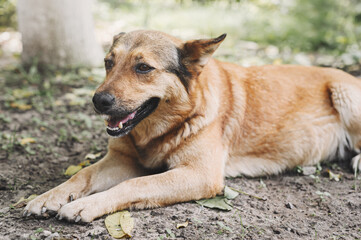 Large light brown mixed breed dog is resting near a tree. The dog lies with an open muzzle.