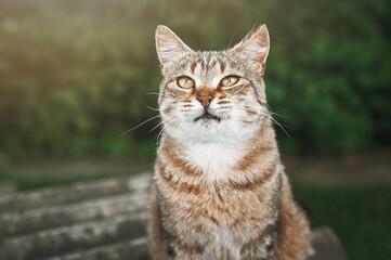 Portrait of striped cat resting outdoors in summer garden. Funny smug white-brown cat.