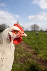 chickens on a farm