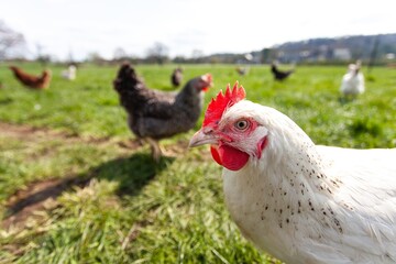 Naklejka na ściany i meble chickens on a farm