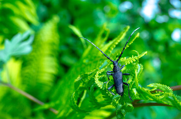 Cerambyx cerdo, commonly known as the great capricorn beetle, is a species of beetle in family Cerambycidae sits on bright green young shoots of ferns in shallow DOF.