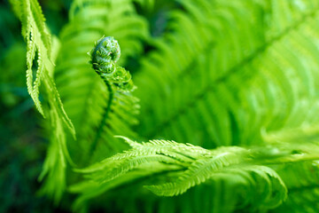 bright green young shoots of ferns in shallow DOF