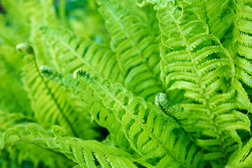 bright green young shoots of ferns in shallow DOF