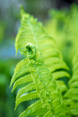 bright green young shoots of ferns in shallow DOF