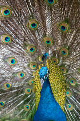 a blue peacock with feathers out