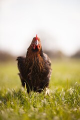 portrait style image of chickens on a farm
