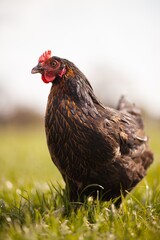 portrait style image of chickens on a farm