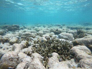 Coral bleaching by climate change. Dead and dying coral reef due to global warming.