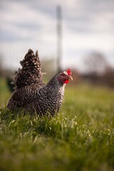 portrait style image of chickens on a farm