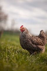 portrait style image of chickens on a farm