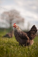 portrait style image of chickens on a farm