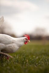 portrait style image of chickens on a farm