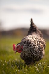 portrait style image of chickens on a farm