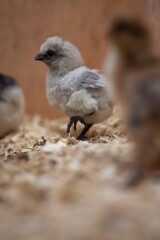 young chicks in a box