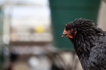 chickens on a farm