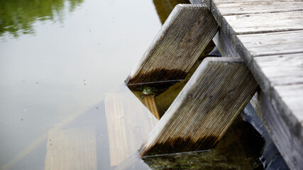 Wasserfrosch auf der obersten Sprosse einer Leiter im Garten