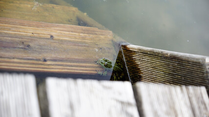 Wasserfrosch auf der obersten Sprosse einer Leiter im Garten