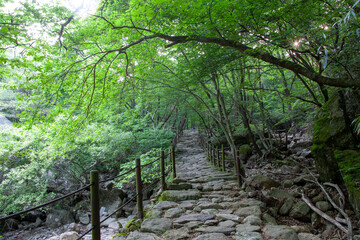 숲, 숲길, 녹색, 자연, 오솔길, 여름, 봄, 산책로, 트레일, 탐방로, 나무, 계단, 통로, 길, 목적지,