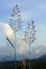 beautiful sunset and grass flower