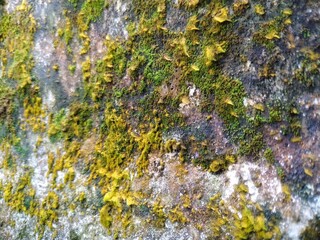 lichen on the wall