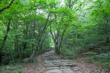 숲, 숲길, 녹색, 자연, 오솔길, 여름, 봄, 산책로, 트레일, 탐방로, 나무, 계단, 통로, 길, 목적지,