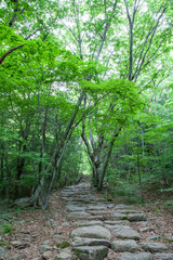 숲, 숲길, 녹색, 자연, 오솔길, 여름, 봄, 산책로, 트레일, 탐방로, 나무, 계단, 통로, 길, 목적지,
