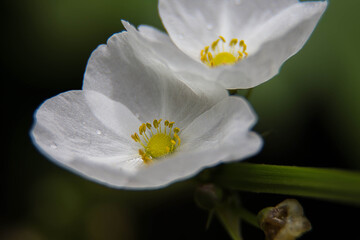 Macro with white cistus flowers in a Ligurian garden. Flowering with roses typical of the Mediterranean climate with crumpled petals.