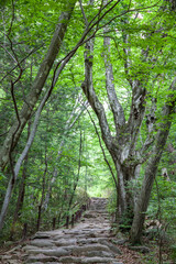 숲, 숲길, 녹색, 자연, 오솔길, 여름, 봄, 산책로, 트레일, 탐방로, 나무, 계단, 통로, 길, 목적지,