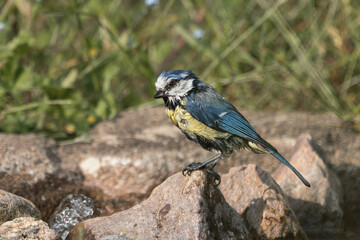 Cute wet blue tit bird sitting on a stone after taking a bath seen from the left side