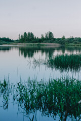 forest, river, green, nature, freshness