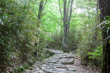 숲, 숲길, 녹색, 자연, 오솔길, 여름, 봄, 산책로, 트레일, 탐방로, 나무, 계단, 통로, 길, 목적지,