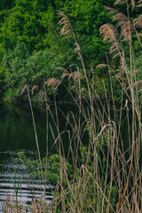 forest, river, green, nature, freshness
