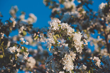 blooming apple tree soft focus no focus abstract blurred background