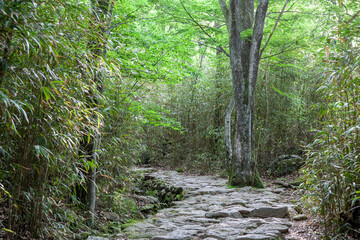 숲, 숲길, 녹색, 자연, 오솔길, 여름, 봄, 산책로, 트레일, 탐방로, 나무, 계단, 통로, 길, 목적지,