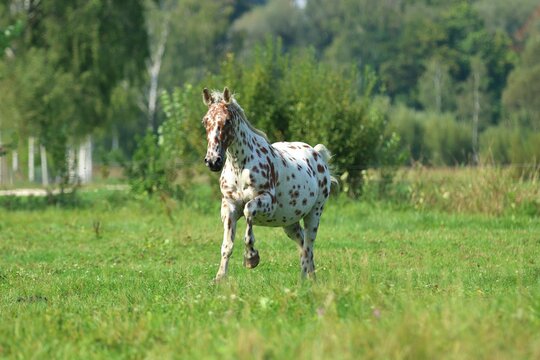 Knabstrupper Pferd