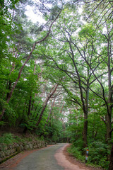 숲, 숲길, 녹색, 자연, 오솔길, 여름, 봄, 산책로, 트레일, 탐방로, 나무, 계단, 통로, 길, 목적지,