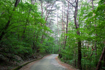 Naklejka premium 숲, 숲길, 녹색, 자연, 오솔길, 여름, 봄, 산책로, 트레일, 탐방로, 나무, 계단, 통로, 길, 목적지,