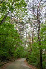 숲, 숲길, 녹색, 자연, 오솔길, 여름, 봄, 산책로, 트레일, 탐방로, 나무,...