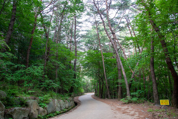 Obraz premium 숲, 숲길, 녹색, 자연, 오솔길, 여름, 봄, 산책로, 트레일, 탐방로, 나무, 계단, 통로, 길, 목적지,