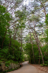 숲, 숲길, 녹색, 자연, 오솔길, 여름, 봄, 산책로, 트레일, 탐방로, 나무, 계단, 통로, 길, 목적지,