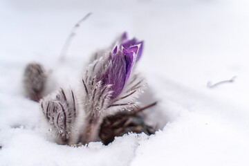 Dream grass is the most beautiful spring flower. Pulsatilla blooms in early spring in forests and mountains. Purple pulsatilla flowers close up in the snow