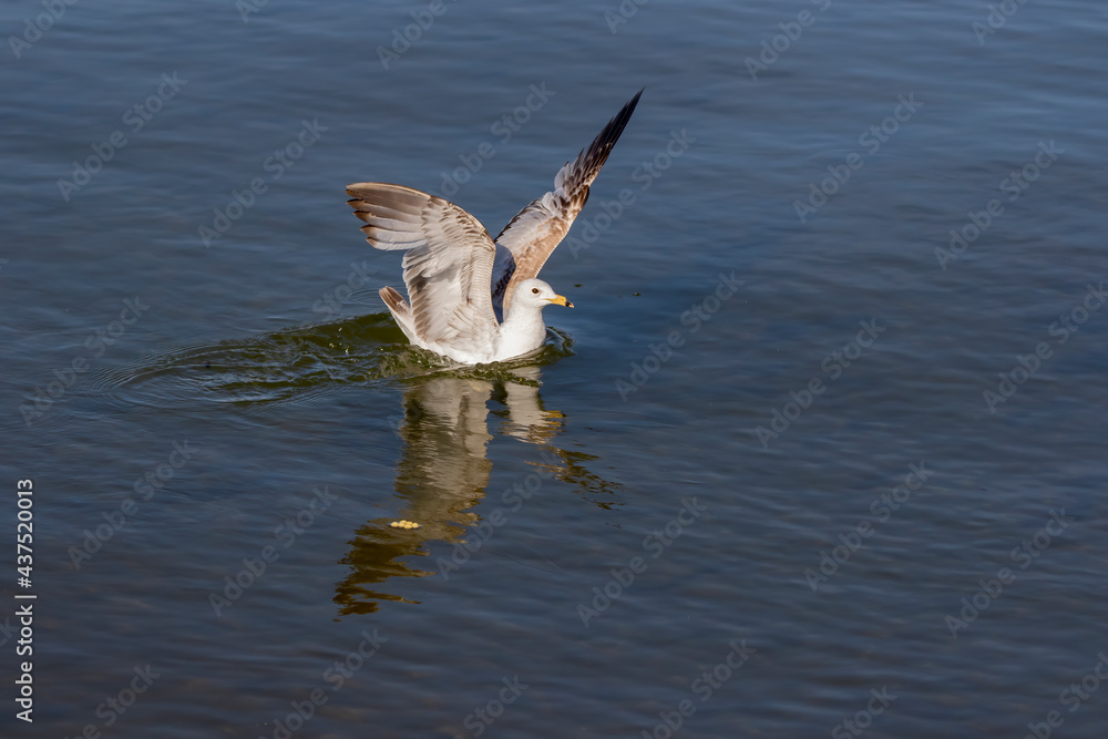 Wall mural The gull on the lake Michigan