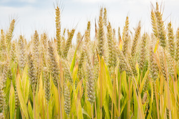 Wheat field. Ears of ripe wheat close up