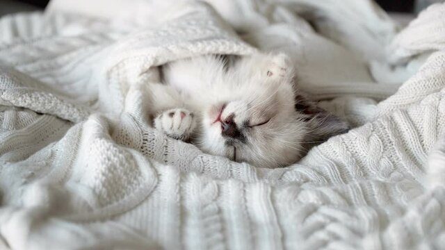 Cut gray kitten sleeping on white knitted blanket. Concept of happy adorable cat pets