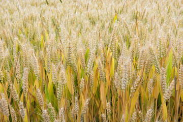 Wheat field. Ears of ripe wheat close up
