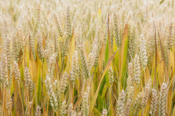 Wheat field. Ears of ripe wheat close up