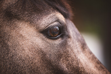 Auge vom deutschen Reitpony